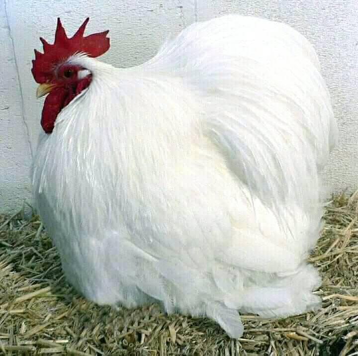 Poultry — Meezab Z. International’s flagship animal-health segment